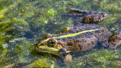 grenouille rieuse - pelophylax ridibundus