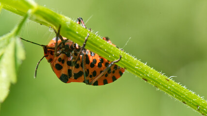 punaise arlequin - graphosoma italicum
