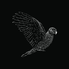 Fototapeta na wymiar parrot hand drawing vector illustration isolated on black background