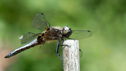 libellule déprimée - Libellula depressa