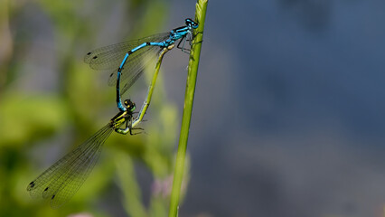 demoiselle aux pattes blanches - 
platycnemis pennipes