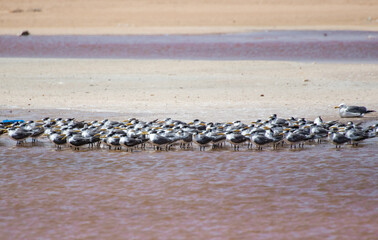 Al-Ashkhara, Oman - along the seaside between Muscat and Al-Ashkhara it's not so uncommon to find some salt lakes and lagoons which display red or pink waters, often home flamingos and other birds