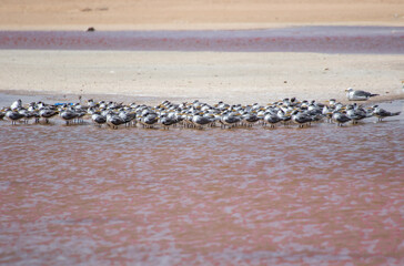 Al-Ashkhara, Oman - along the seaside between Muscat and Al-Ashkhara it's not so uncommon to find some salt lakes and lagoons which display red or pink waters, often home flamingos and other birds
