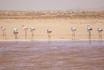 Al-Ashkhara, Oman - along the seaside between Muscat and Al-Ashkhara it's not so uncommon to find some salt lakes and lagoons which display red or pink waters, often home flamingos and other birds