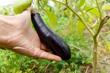 Aubergine eggplant plants in plantation. Ripe aubergine. Growing vegetables in the greenhouse.