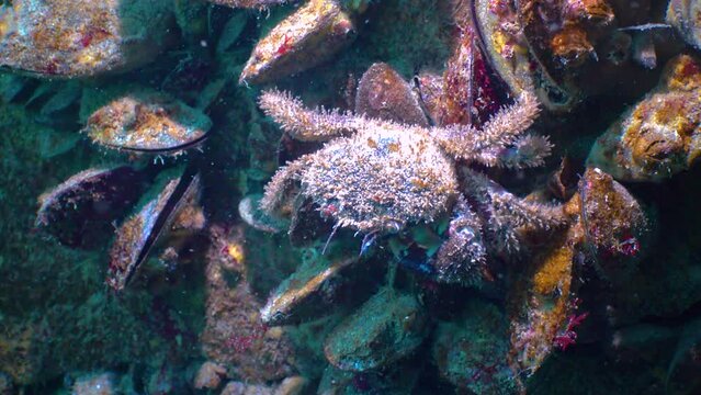 Bristly crab or hairy crab (Pilumnus hirtellus) hiding among the mussels on the seabed in the Black Sea