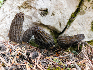 morel mushroom species and their position in nature
