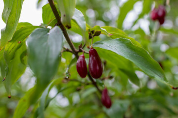 Photography from whole ripe soft berry red dogwood tree in nature closeup