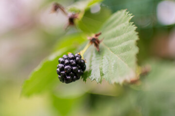 Photography from whole ripe berry black, red blackberry in nature closeup