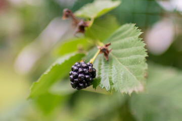 Photography from whole ripe berry black, red blackberry in nature closeup