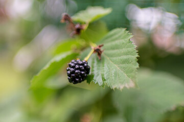 Photography from whole ripe berry black, red blackberry in nature closeup