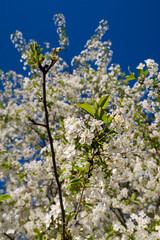 apple branch with flowers against the blue sky