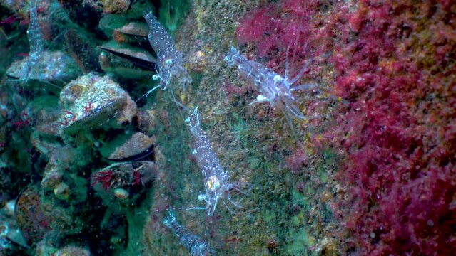 Prawn (Palaemon elegans) looking for food, medium shot. Black Sea. Ukraine