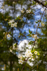 blooming apple tree with white flowers on the branches