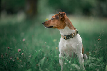 Beautiful thoroughbred Jack Russell Terrier on a walk in the park.