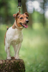 Beautiful thoroughbred Jack Russell Terrier on a walk in the park.