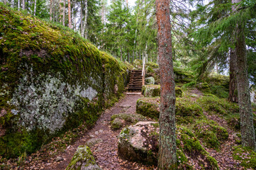 stone path. beautiful forest and fresh air. sandy path. walk along the trail through the forest