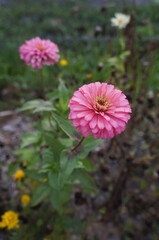 roadside pink flower garden