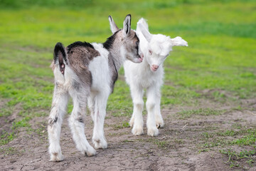 small goat in a field of wheat..