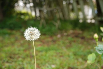 タンポポの綿毛、白い綿毛、庭、タンポポ、種