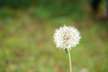 タンポポの綿毛と蟻、白い綿毛、庭、タンポポ、種