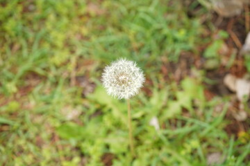 タンポポの綿毛、白い綿毛、庭、タンポポ、種