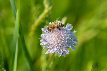 Honey bee (Apis mellifera) collects pollen on a field scabious (Knautia arvensis).
