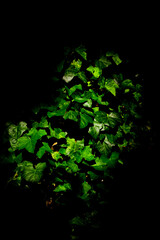 zielone liście bluszczu pospolitego