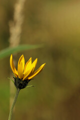 żółty kwiat na rozmytym łąkowym tle