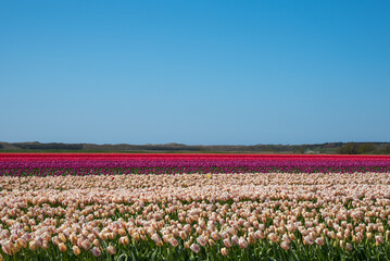 Fototapeta premium Julianadorp, Netherlands, May 2022. Blooming tulip fields in Julianadorp.