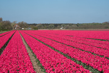 Julianadorp, Netherlands, May 2022. Blooming tulip fields in Julianadorp.