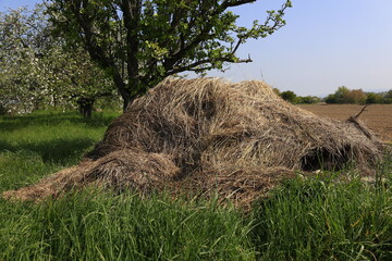 Heuhaufen auf einer Wiese mit Obstbäume