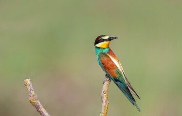 Rainbow bee-eater perched on a tree branch. The bird comes from a bird family called Meropidae and is found in Turkey.