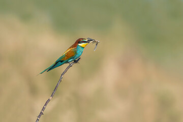 Rainbow Bee Bird perched on a tree branch , preying on grasshoppers in its beak . The bird comes from a bird family called Meropidae and is found in Turkey.