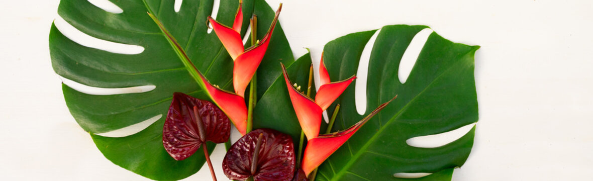 Tropical green leaves