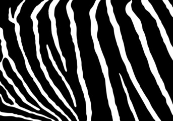 Vector black zebra print pattern animal seamless. Zebra skin abstract for printing, cutting, and crafts Ideal for mugs, stickers, stencils, web, cover. wall stickers, home decorate and more.