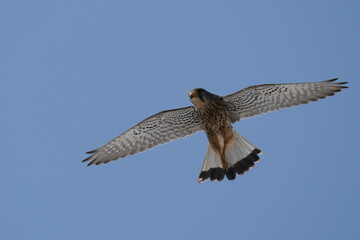 common kestrel in flight