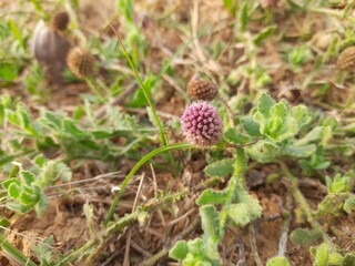Sphaeranthus indicus. It is a flowering plant of the genus Sphaeranthus.
Sphaeranthus indicus Linn. It  is widely used in the Ayurvedic system of medicine in various conditions. East Indian globe.
