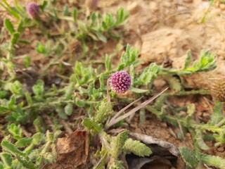 Sphaeranthus indicus. It is a flowering plant of the genus Sphaeranthus.
Sphaeranthus indicus Linn. It  is widely used in the Ayurvedic system of medicine in various conditions. East Indian globe.