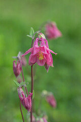Pink columbine cultivar (Genus Aquilegia) in a garden