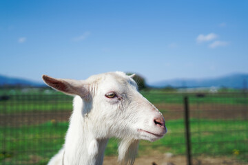 Obraz premium 白色のヤギ