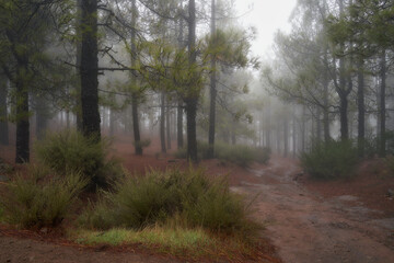 Fototapeta premium Foggy forest after rain