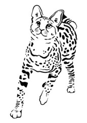 Obraz na płótnie Canvas vector illustration of a Half cat. savannah cat vector illustration