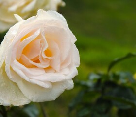 Beautiful colourful roses from the rose garden in Ooty Tamil Nadu India. Bright colours and fully bloomed flowers with close up shots.