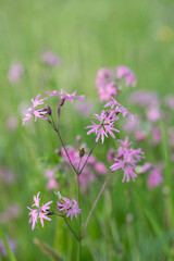 Pink ragged-robin flower (Silene flos-cuculi) on a meadow.