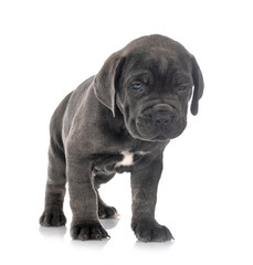 puppy cane corso