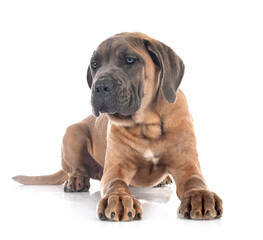 puppy cane corso