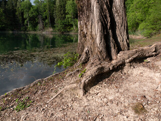 le radici di un albero sulla sponda delle acque di un lago
