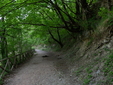 Immagine della natura e della vegetazione sui monti Lucretili, una catena montuosa a pochi passi da Roma