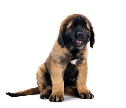 puppy Leonberger in studio